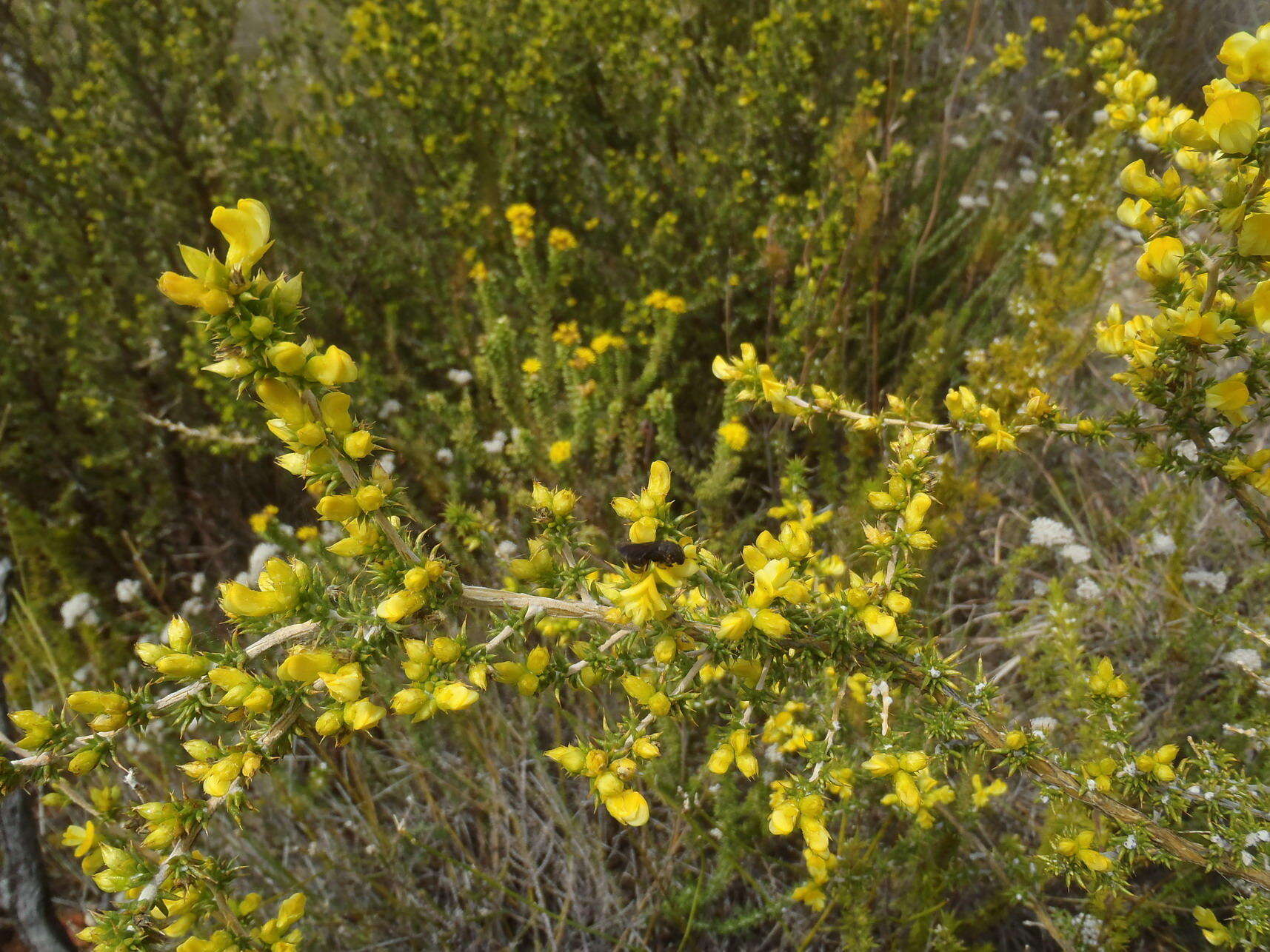 Слика од Aspalathus aciphylla Harv.