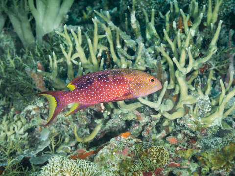 Image of Common Lyre-tail Cod