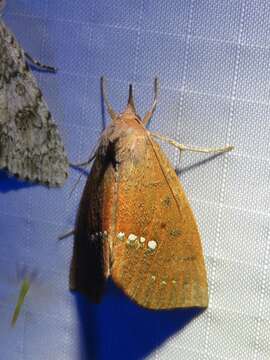 Image of Large Necklace Moth