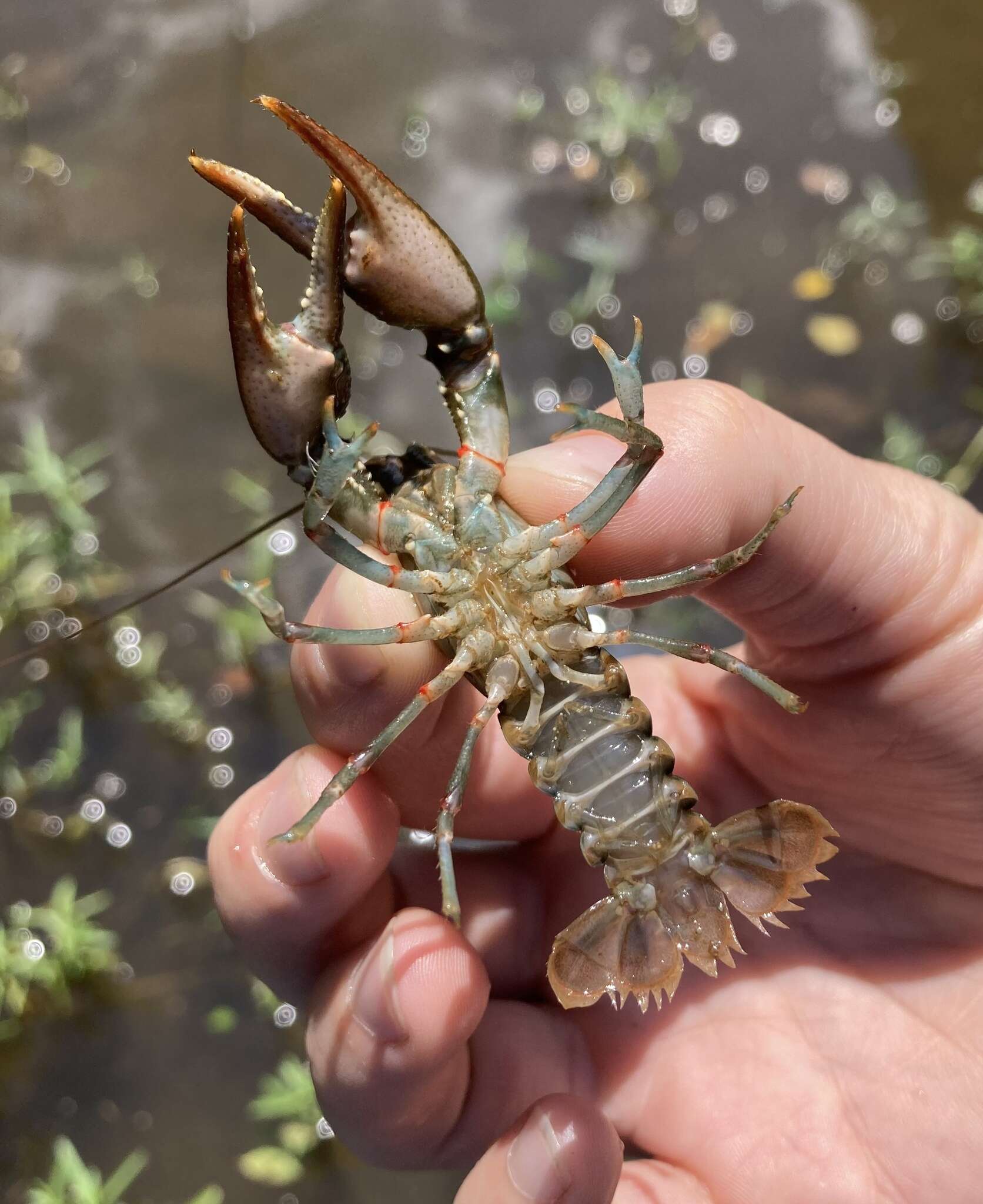 صورة Faxonius palmeri longimanus