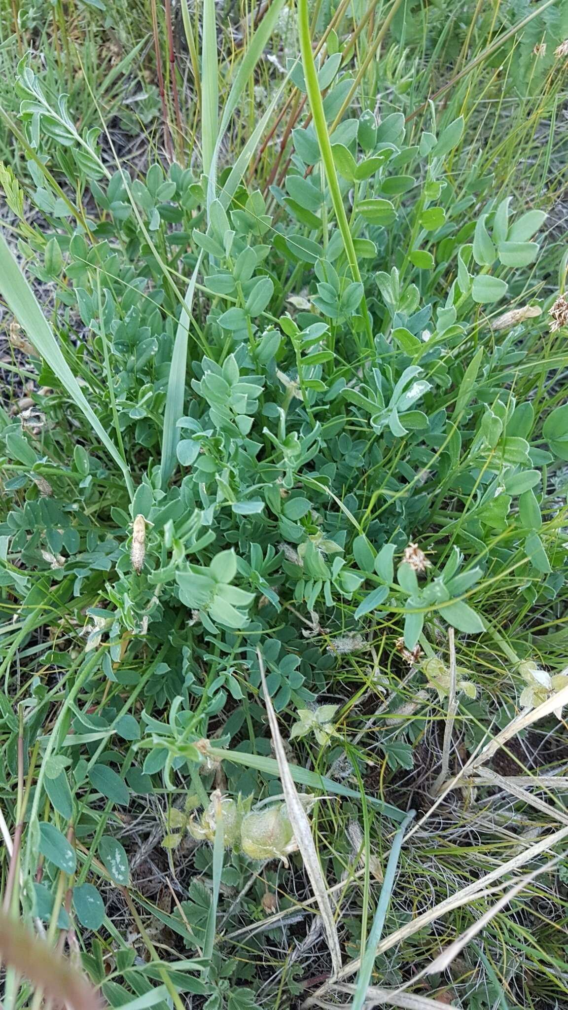 Image de Oxytropis caespitosa (Pall.) Pers.