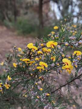 Image of Dillwynia sieberi