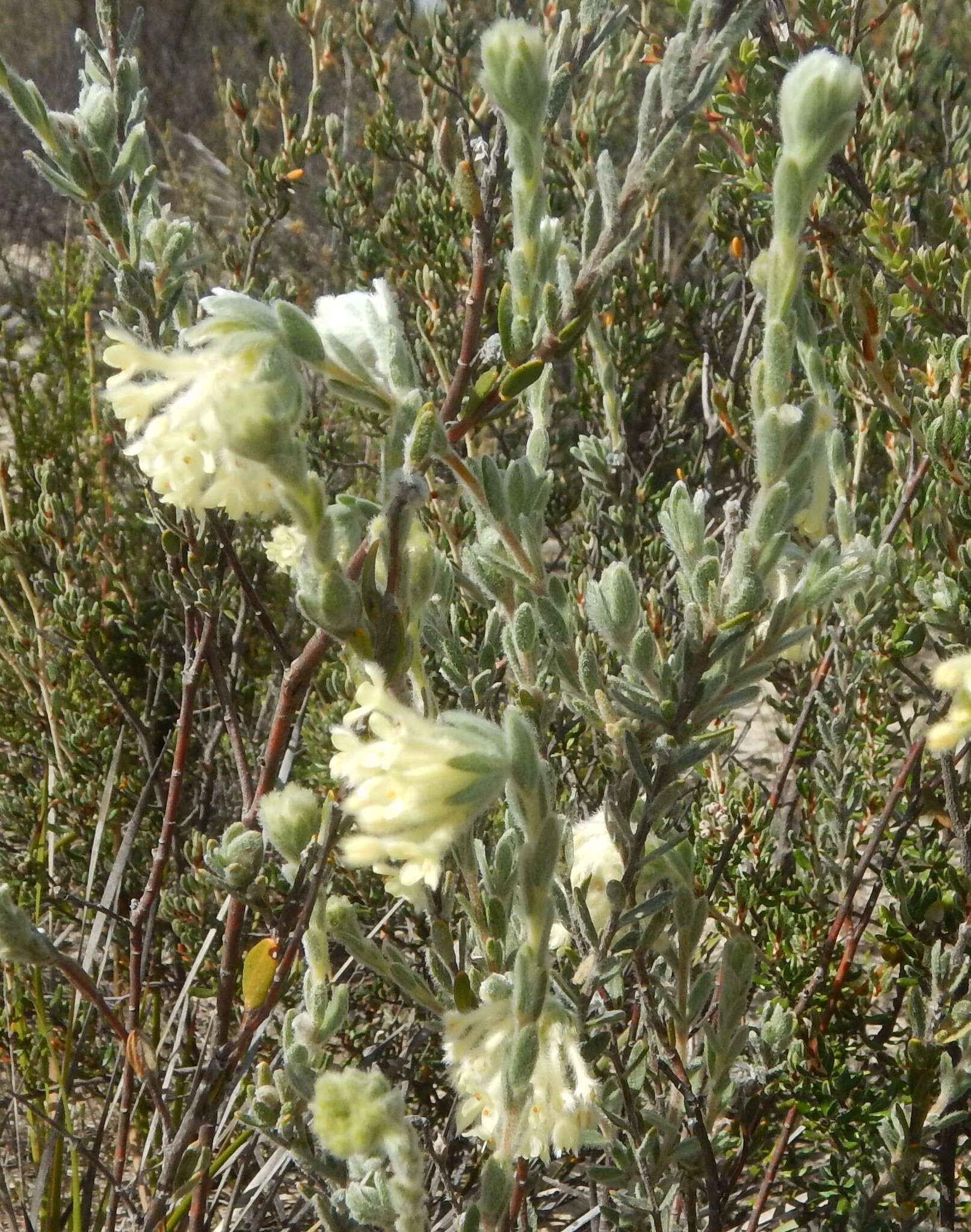 صورة Pimelea octophylla R. Br.