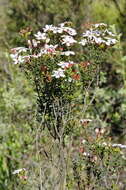 Image of Adenandra marginata subsp. mucronata Strid