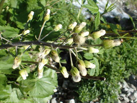 Image of Petasites kablikianus Tausch ex Berchtold