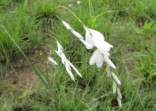 Image of Dierama argyreum L. Bolus