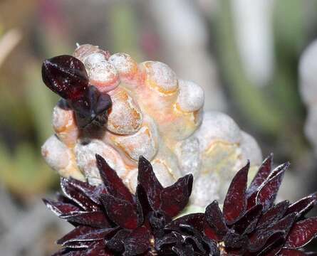 Image of Ceropegia ramosa (Masson) Bruyns