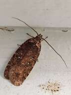 Image of Agonopterix heracliana Linnaeus 1758