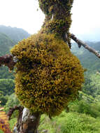 Image of Plicanthus hirtellus (F. Weber) R. M. Schust.