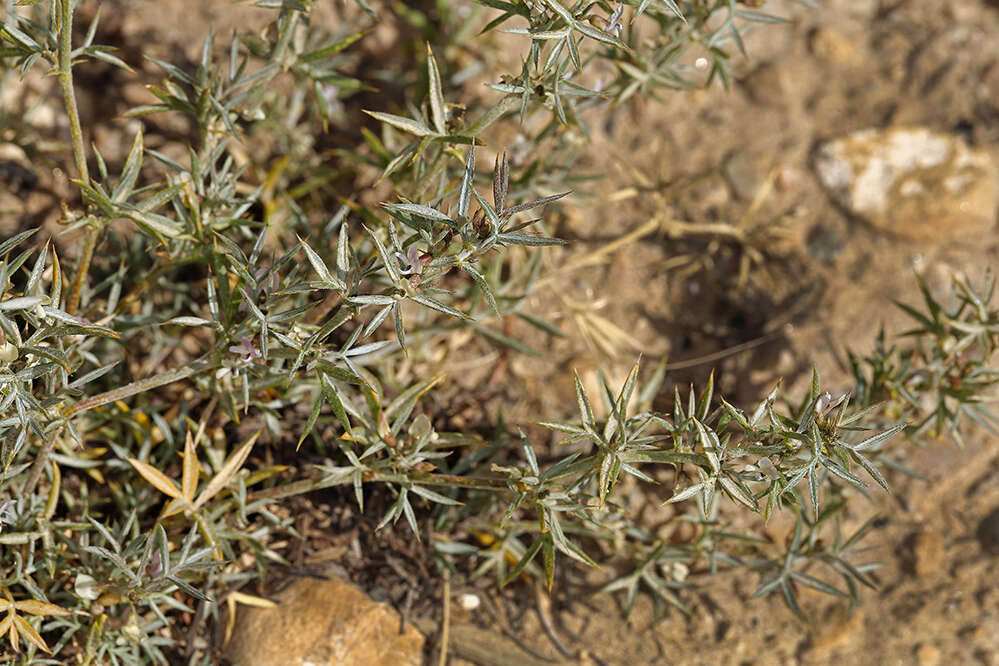 Image of tall spiny milkvetch