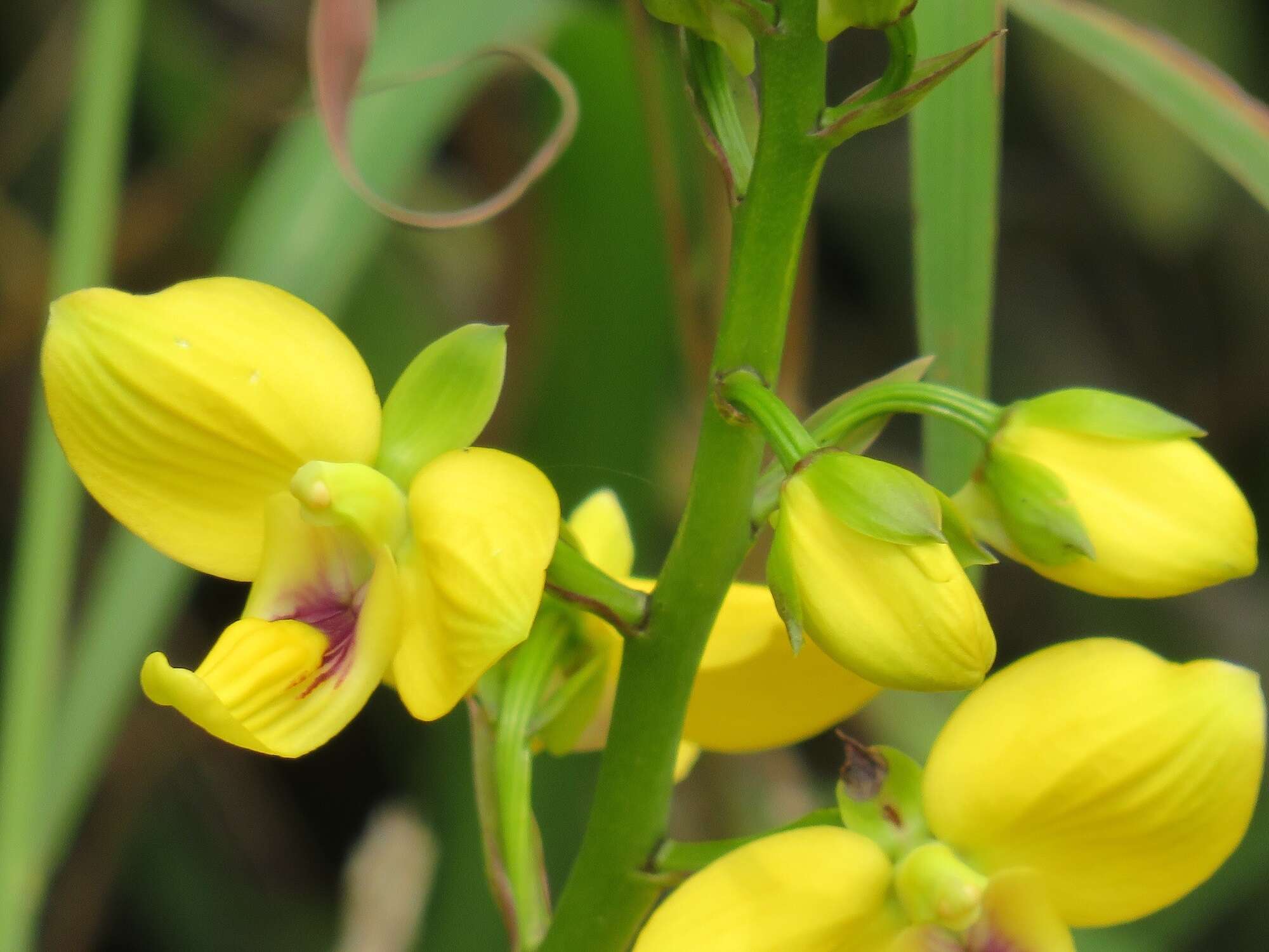 Image de Eulophia speciosa (R. Br.) Bolus