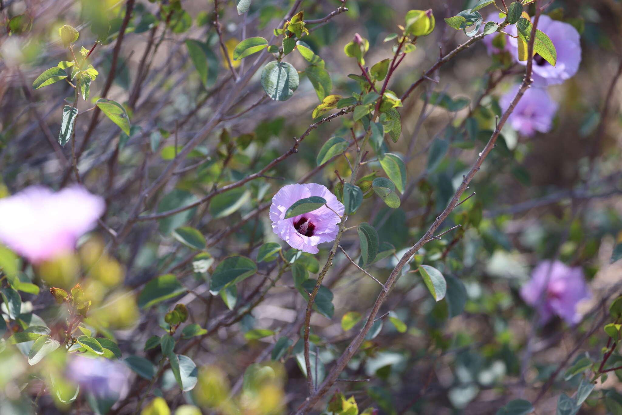 Image of Sturt's desert rose