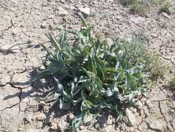 Image of Tragopogon marginifolius Pawl.