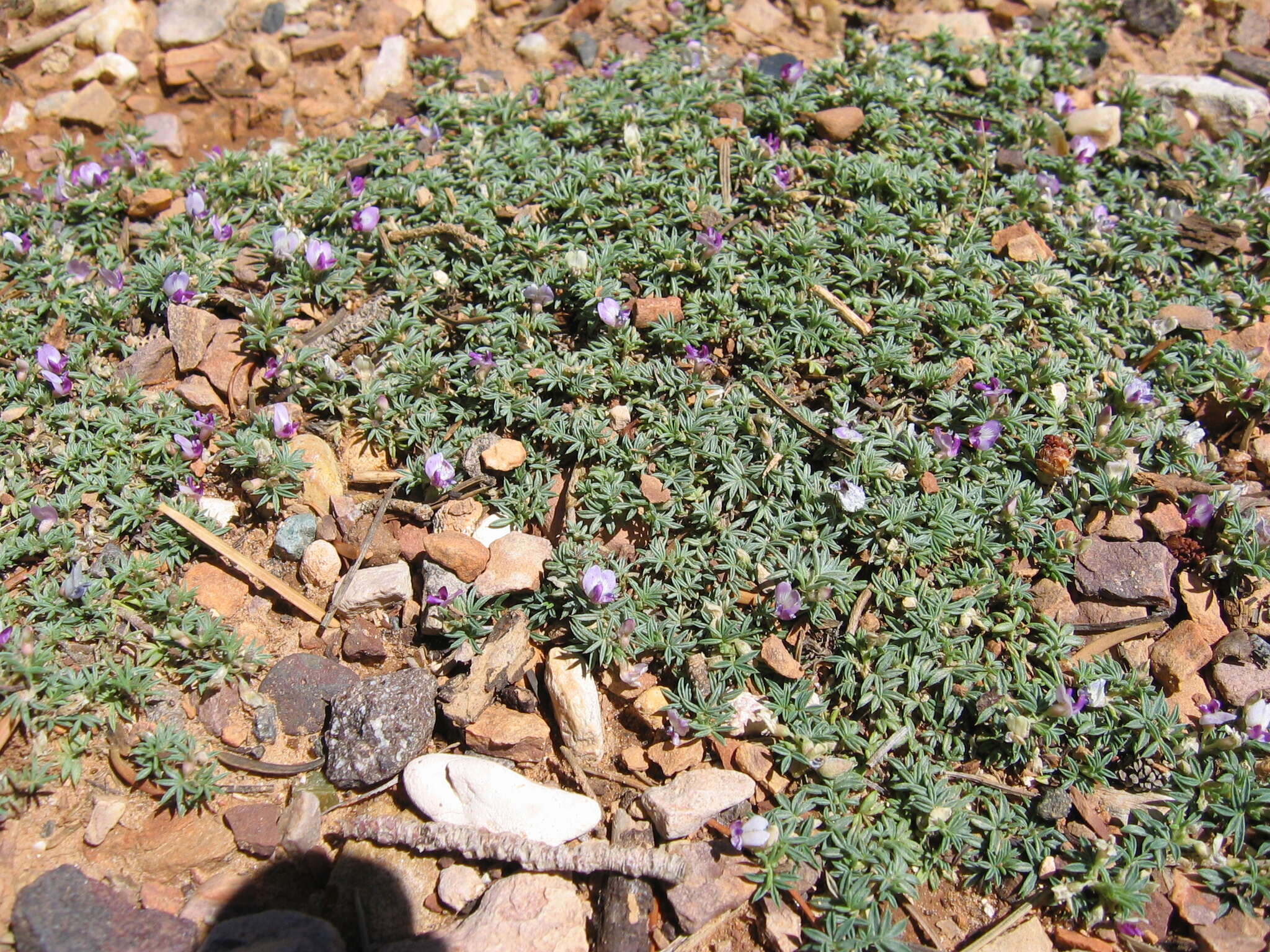 Image of spiny milkvetch