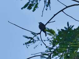 Image of White-throated Pewee