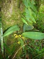 Image of Maxillaria crocea Lindl.