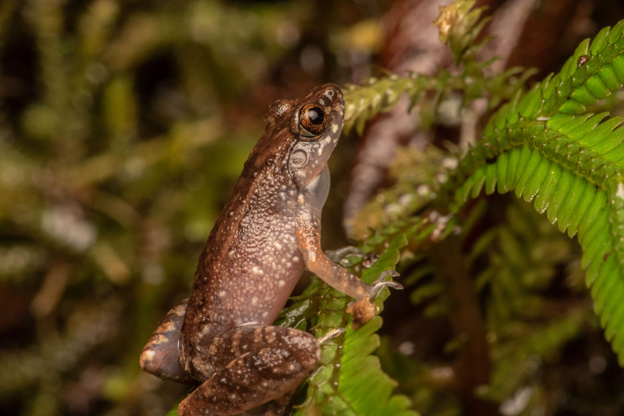 Image of Leptobrachella mjobergi Smith 1925