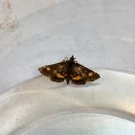 Image of Mint moth