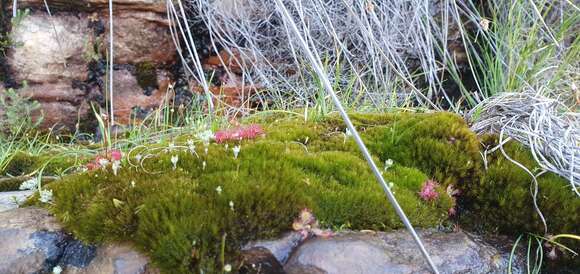 Image of blunt swan-neck moss