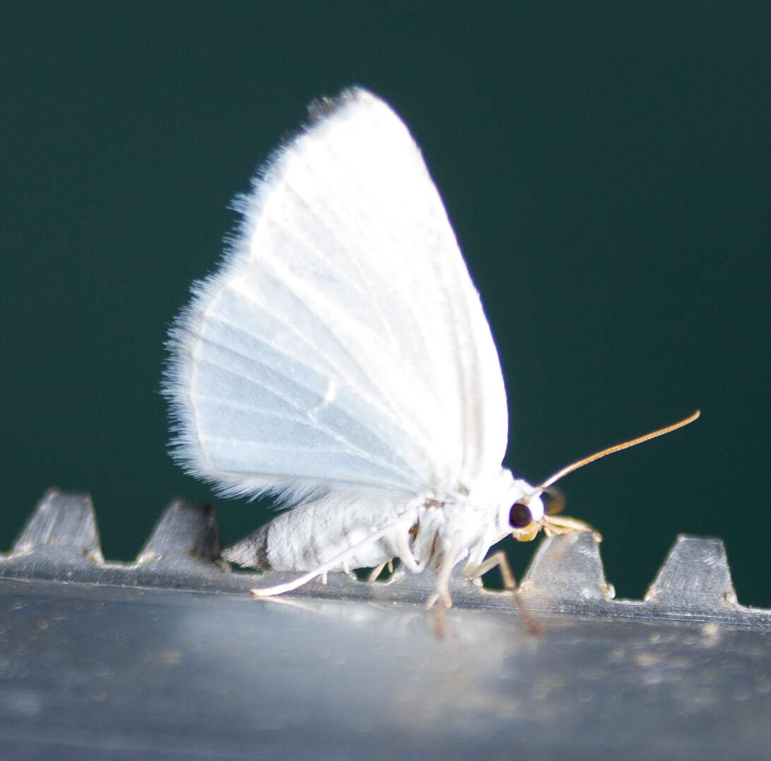 Image of White Spring Moth