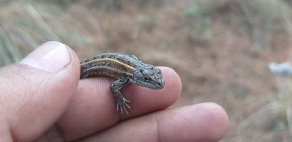 Sceloporus bicanthalis Smith 1937 resmi