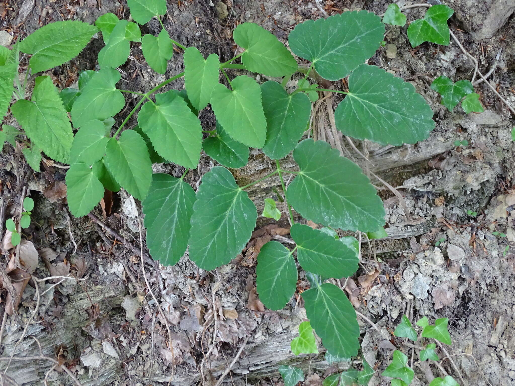 Imagem de Laserpitium latifolium L.