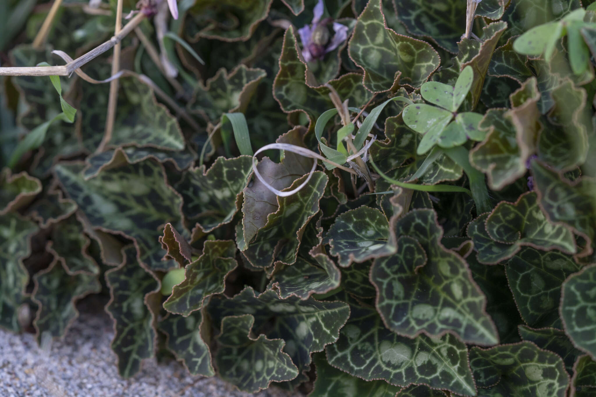 Image of Cyclamen graecum subsp. anatolicum J. H. Ietswaart