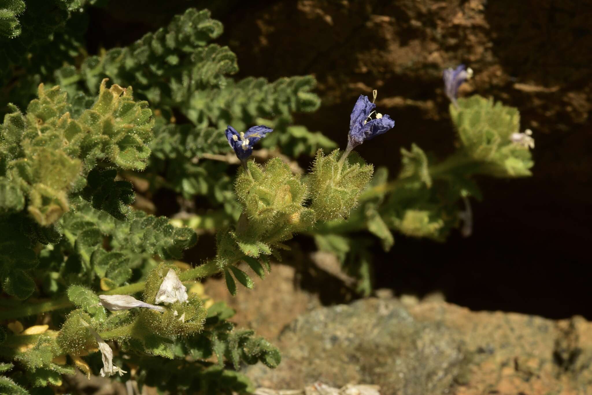 Imagem de Polemonium eddyense Stubbs