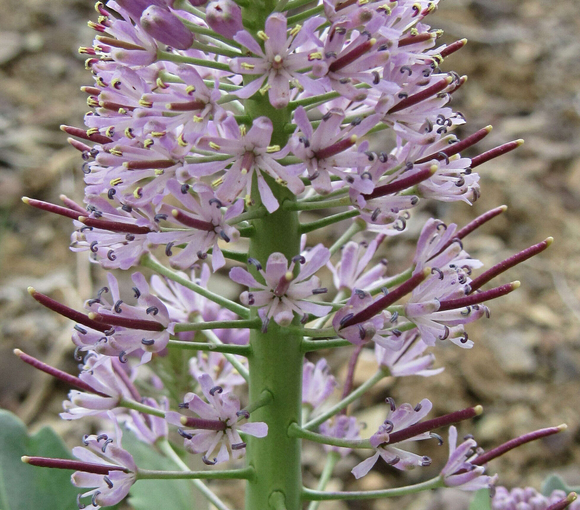 Image of wavyleaf thelypody