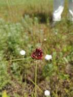 Image of Allium regelianum A. K. Becker