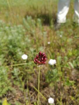 Image of Allium regelianum A. K. Becker