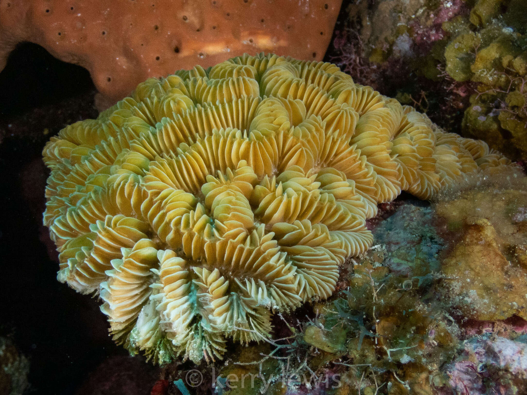 Image of Maze Coral
