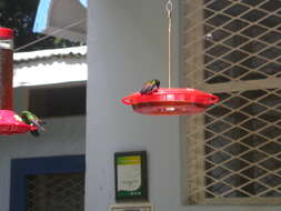 Image of Copper-rumped Hummingbird