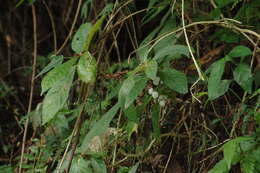 Image of Rhynchotechum discolor (Maxim.) B. L. Burtt