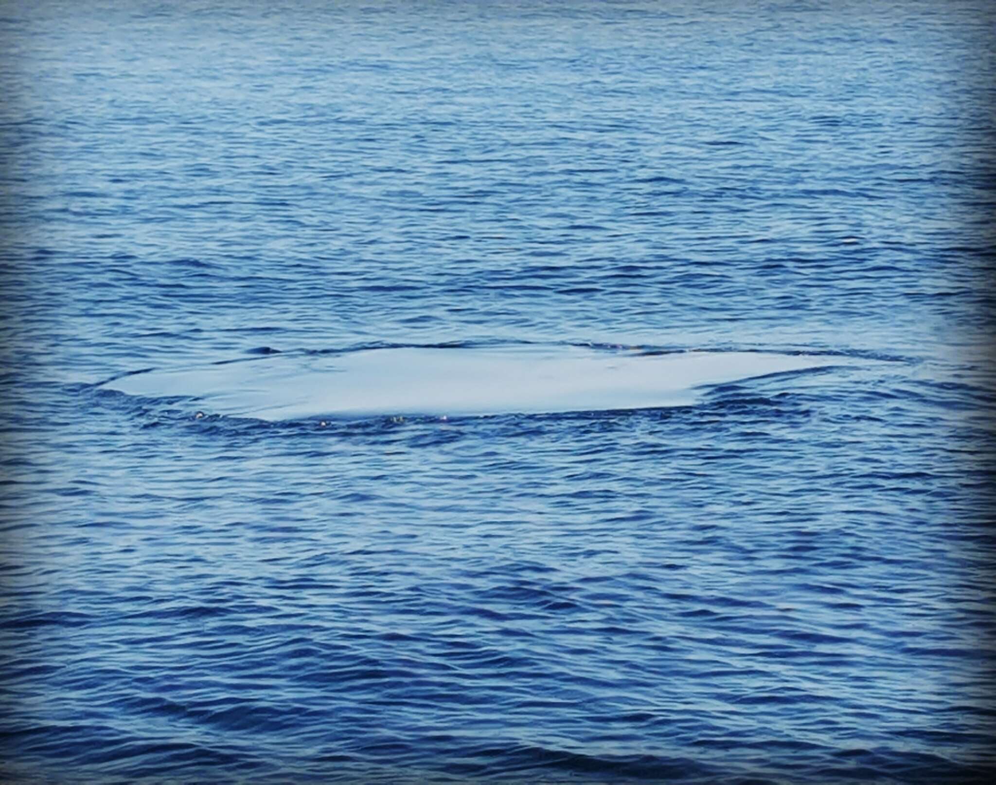 Image of Common Minke Whale