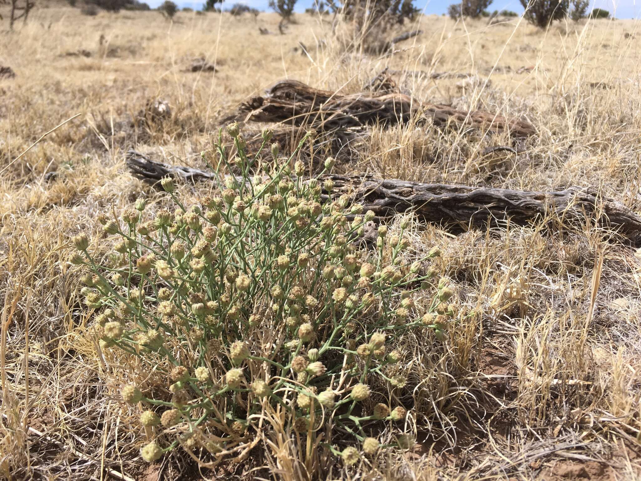 Image of Wright's baccharis