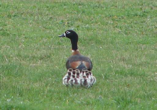 Image of Australian Shelduck