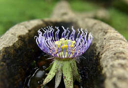 Image of Passiflora platyloba Killip