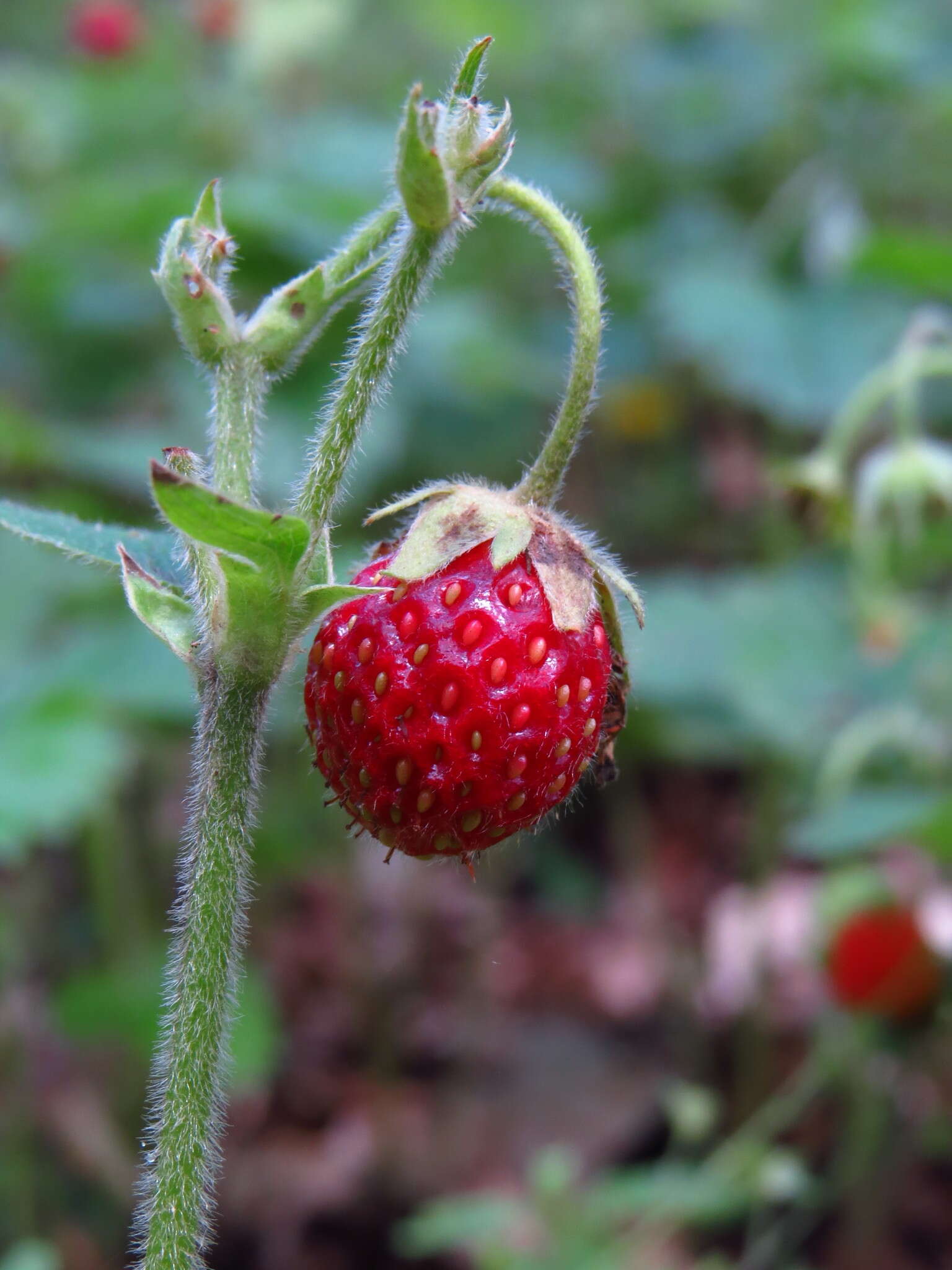 Image of Hautbois Strawberry