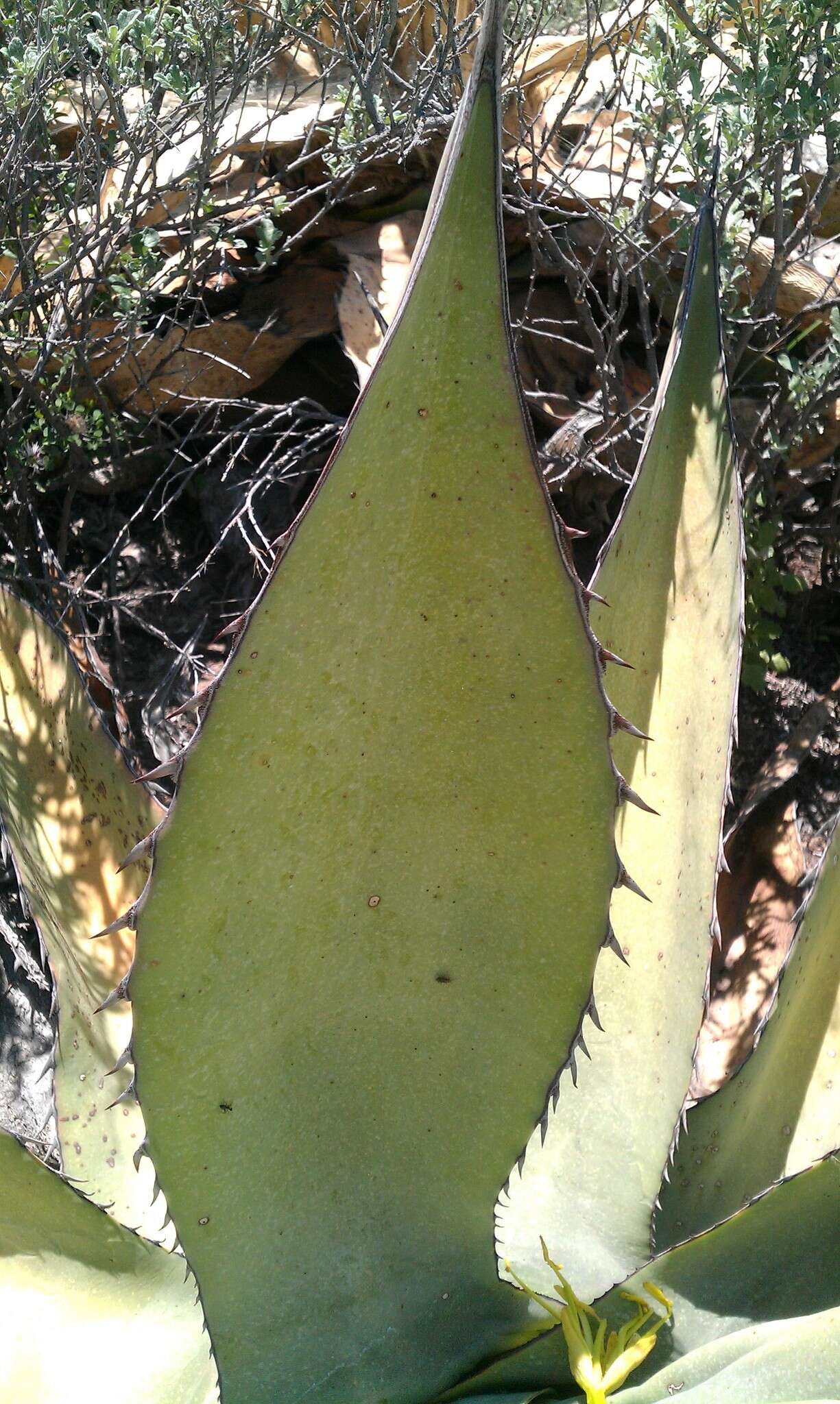 Image of rough century plant