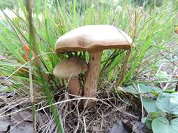 Image of Boletus ferrugineus Schaeff. 1774