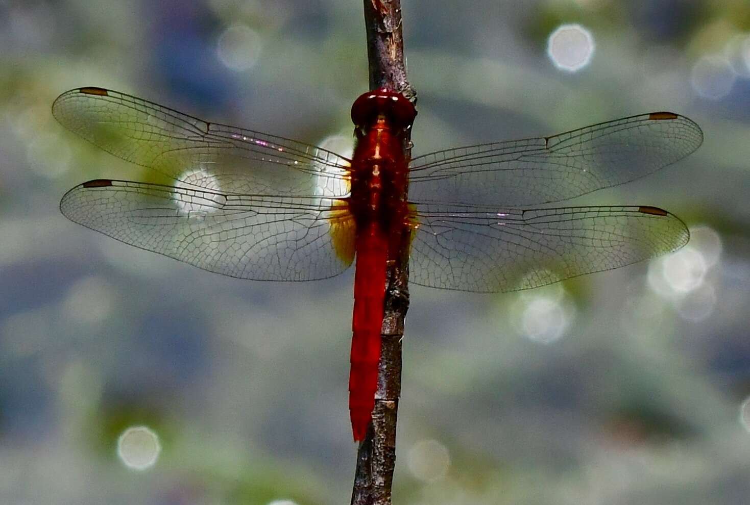 Imagem de Rhodothemis rufa (Rambur 1842)