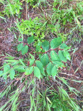 Image of Apocynum androsaemifolium subsp. androsaemifolium