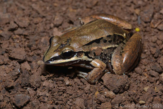 Image of Leptodactylus elenae Heyer 1978