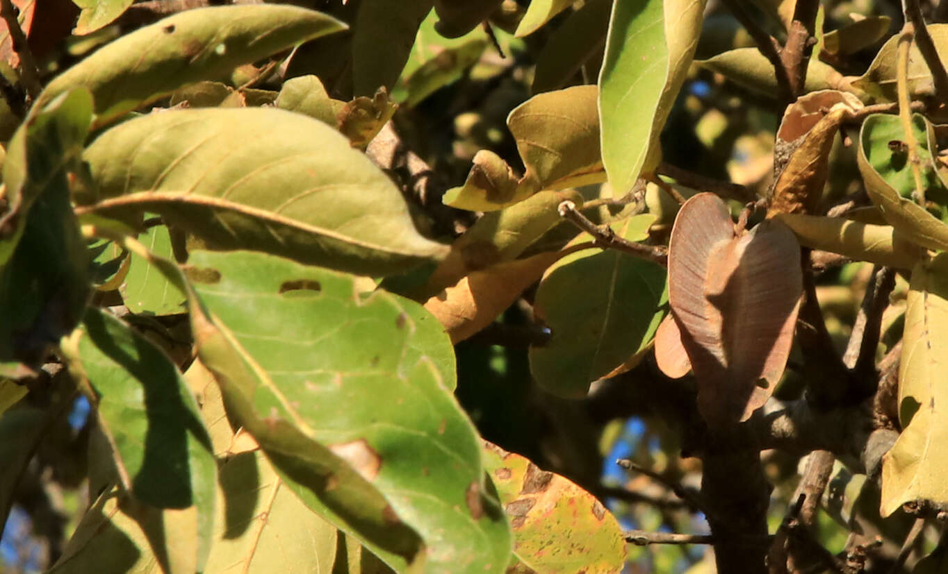 Image of Combretum collinum subsp. suluense (Engl. & Diels) Okafor