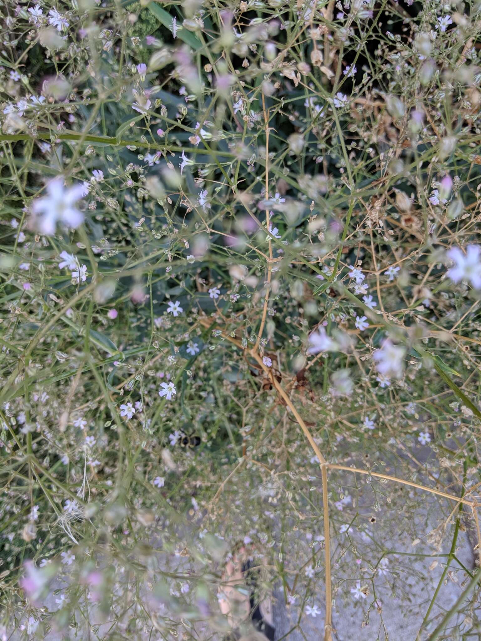 Image of garden baby's-breath