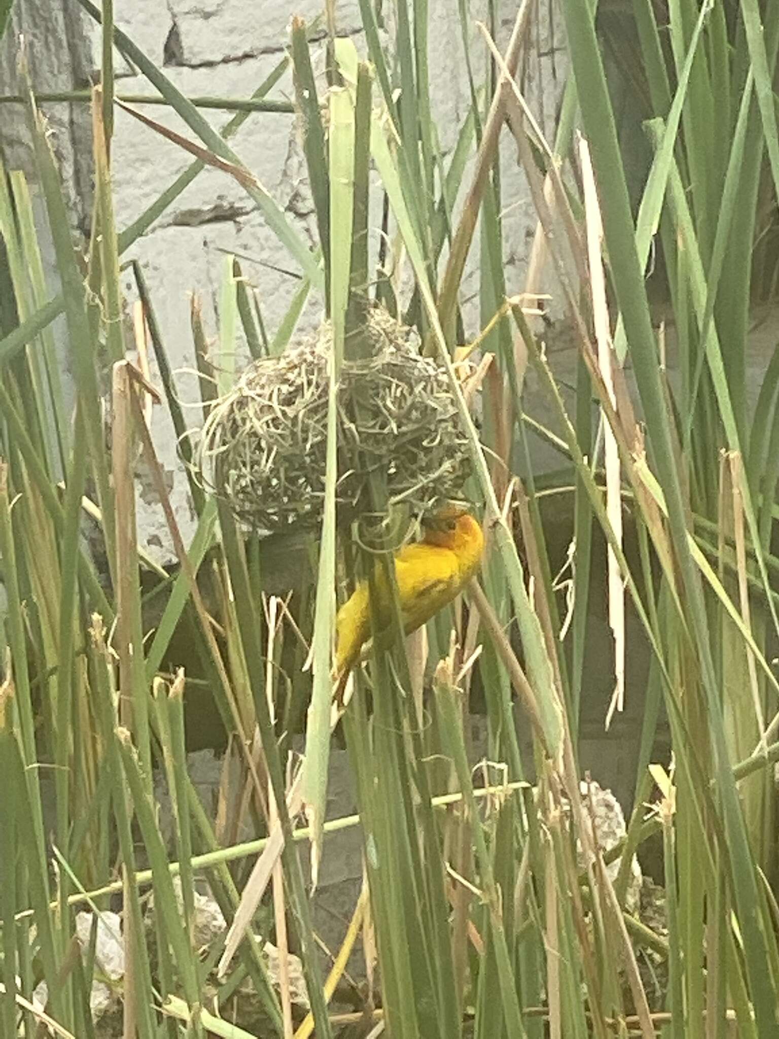 Image de Tisserin des palmiers