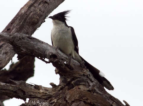 Clamator jacobinus serratus (Sparrman 1786)的圖片