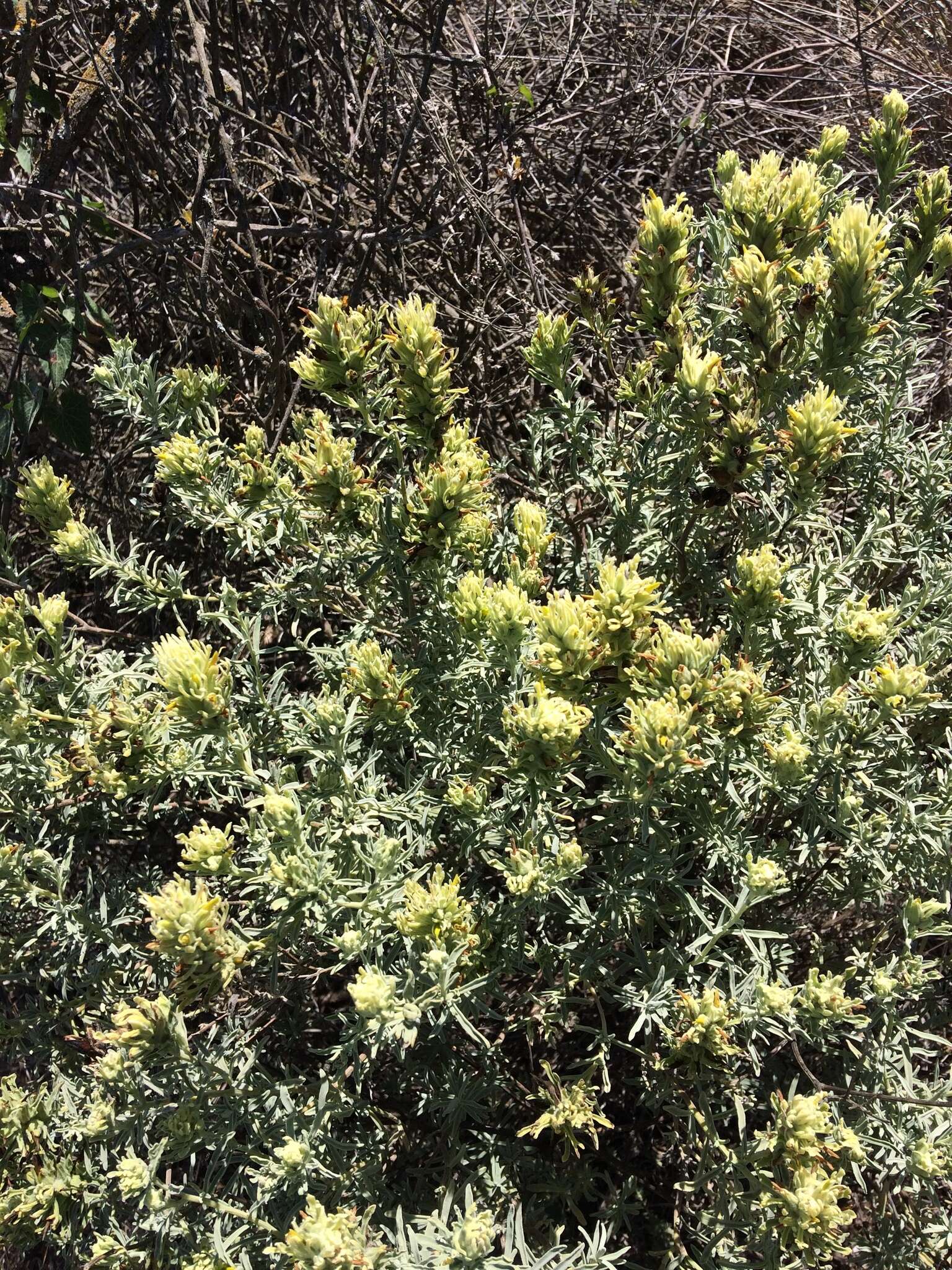 Image of San Clemente Island Indian paintbrush