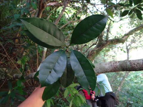 Image of Osmanthus kaoi (T. S. Liu & J. C. Liao) S. Y. Lu